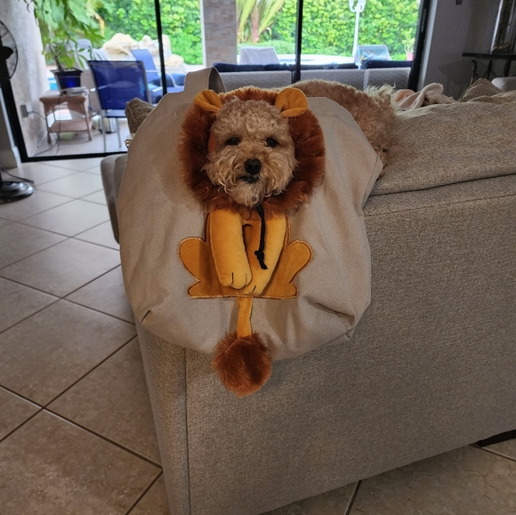 Lion-shaped Pet canvas shoulder bag small - Picture 3 of 3